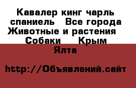 Кавалер кинг чарль спаниель - Все города Животные и растения » Собаки   . Крым,Ялта